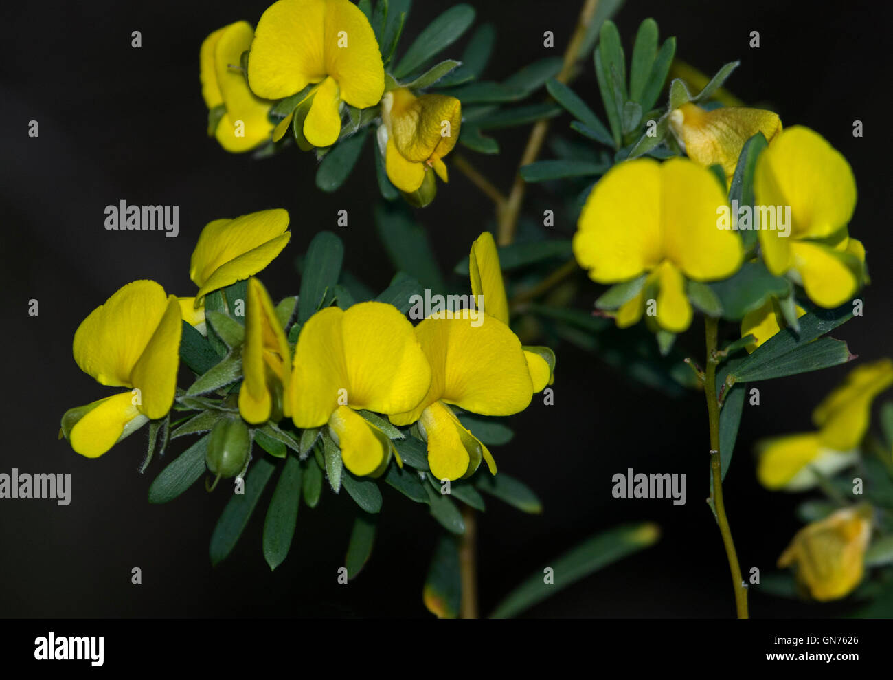 Cluster of stunning Australian wildflowers Gompholobium virgatum, yellow flowers  & green leaves of golden wedge pea on dark background Stock Photo