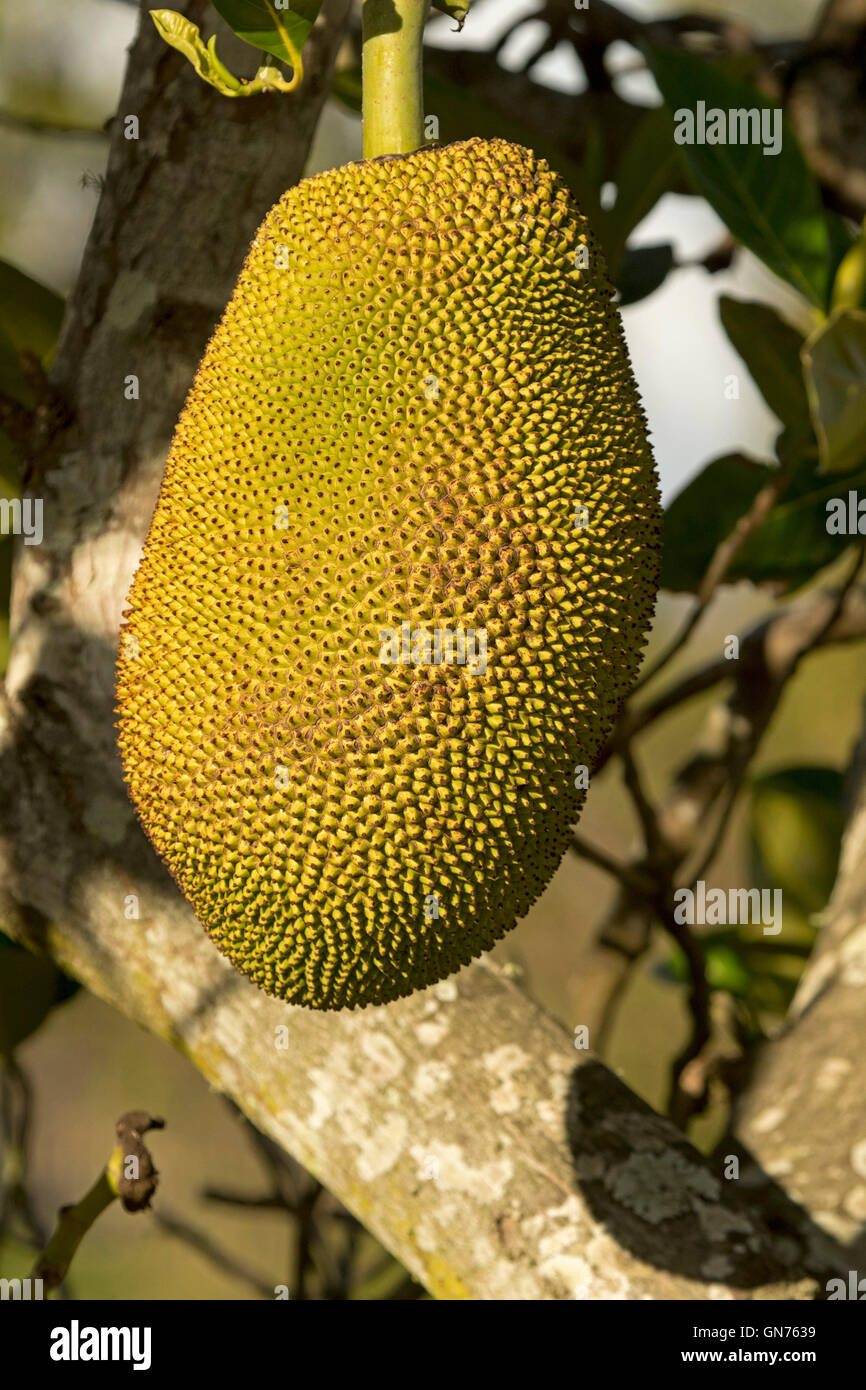 Close-up of Jackfruit, Artocarpus heterophyllus, large unusual golden yellow tropical fruit growing on tree in Queensland Australia Stock Photo