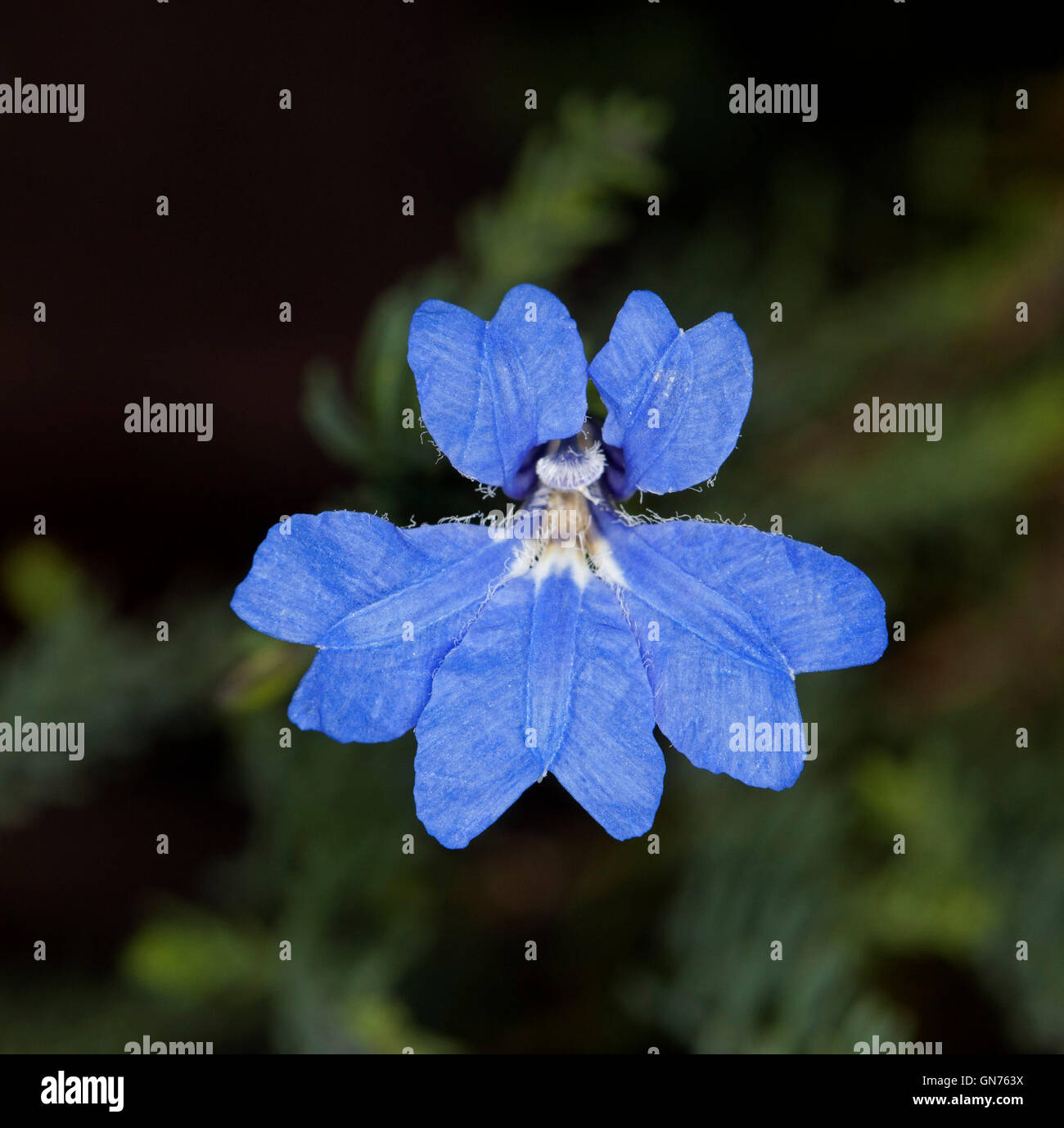 Stunning vivid blue flower with white throat of Lechenaultia biloba, Australian wildflower, against dark green background Stock Photo