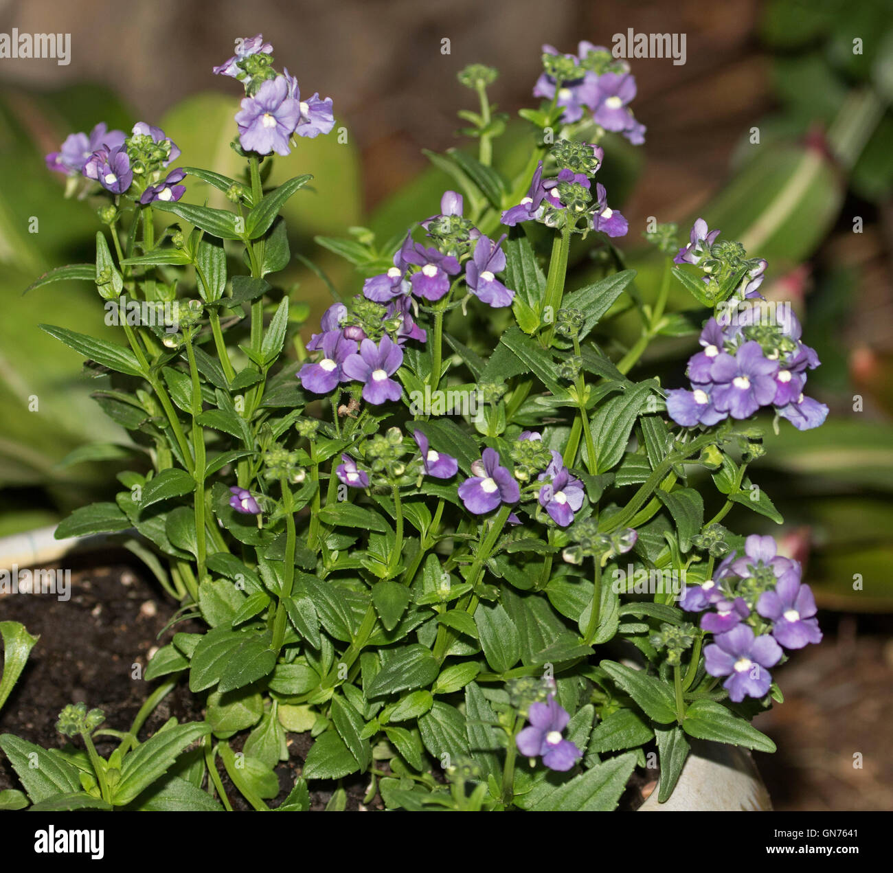 Large cluster of vivid purple Nemesia flowers with white  throats & emerald green leaves on dark background Stock Photo