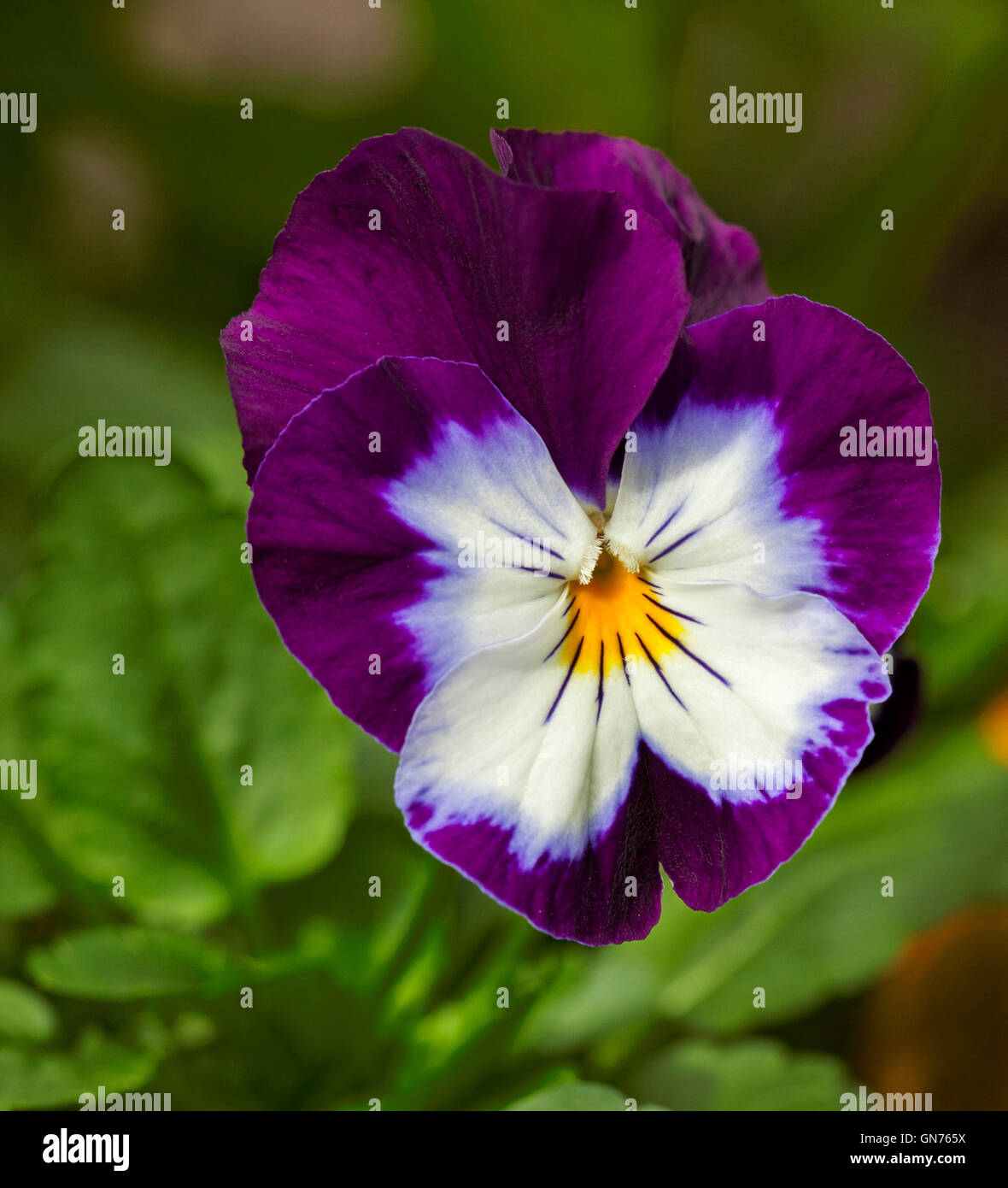 Stunning and unusual vivid purple and white flower of annual viola / pansy with yellow centres on background of green leaves Stock Photo