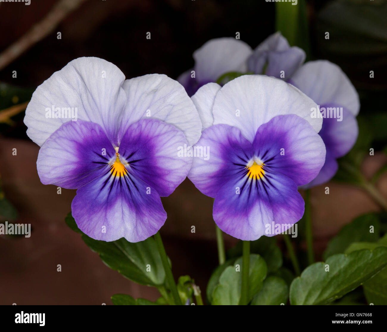 Two stunning and unusual vivid purple and white flowers of annual violas / pansies with yellow centres on dark background Stock Photo