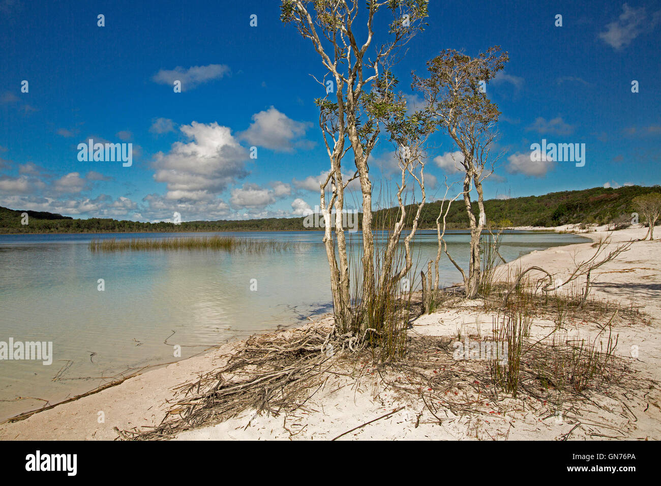Calm turquoise waters of Lake Mackenzie & white sandy beach hemmed by forests & melaleuca trees under blue sky on Fraser Island Stock Photo