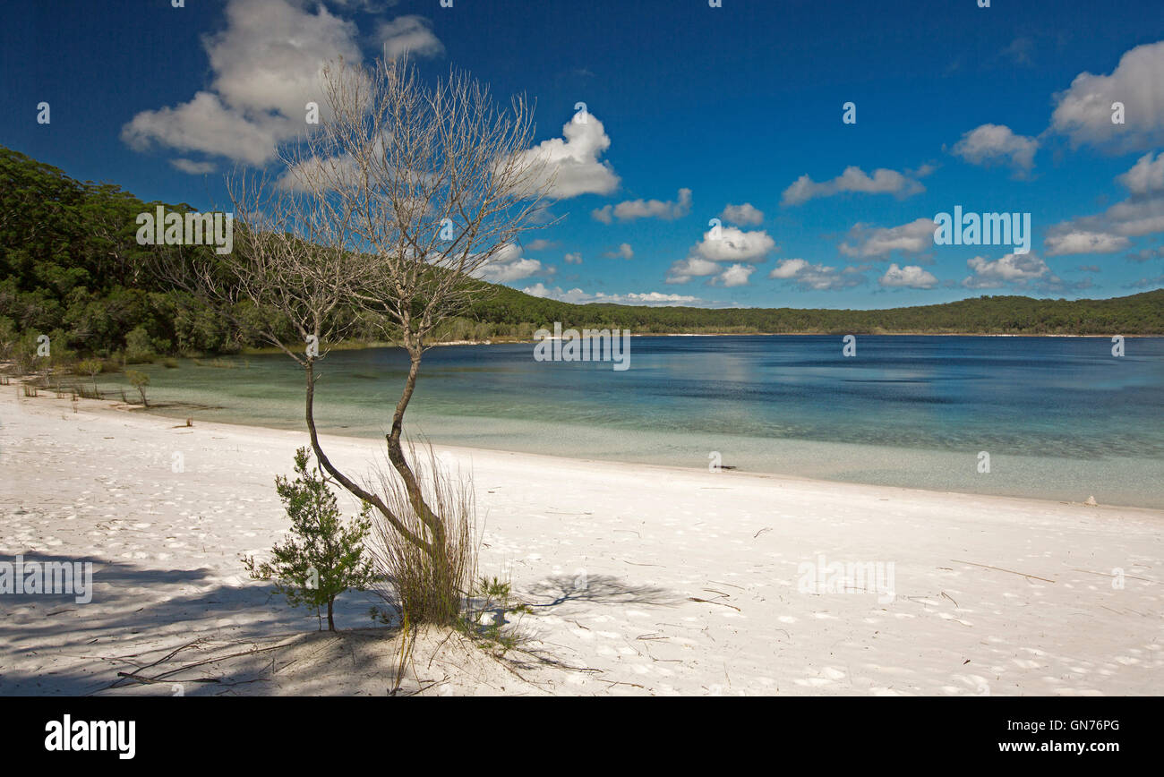 Calm turquoise waters of Lake Mackenzie & white sandy beach hemmed by forests & melaleuca trees under blue sky on Fraser Island Stock Photo