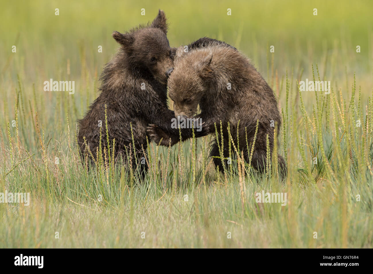 Alaskan brown bear cubs playing Stock Photo - Alamy
