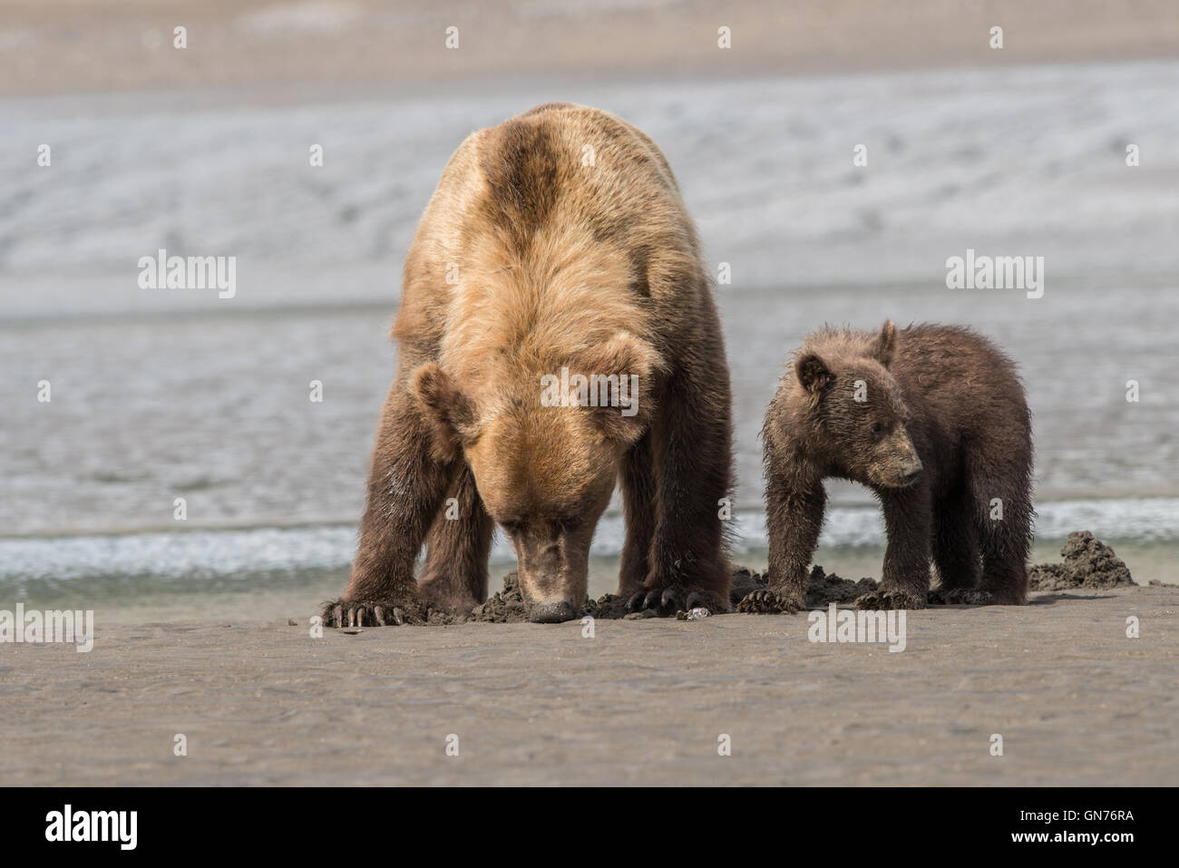 Brown bear clamming Stock Photo - Alamy