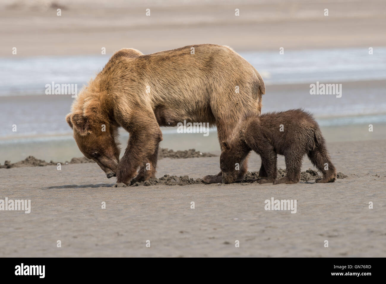Brown bear clamming Stock Photo - Alamy