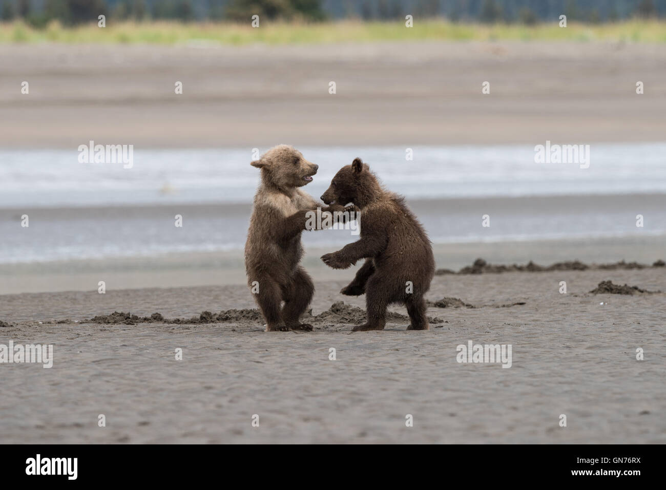 Alaskan brown bear cubs playing Stock Photo - Alamy