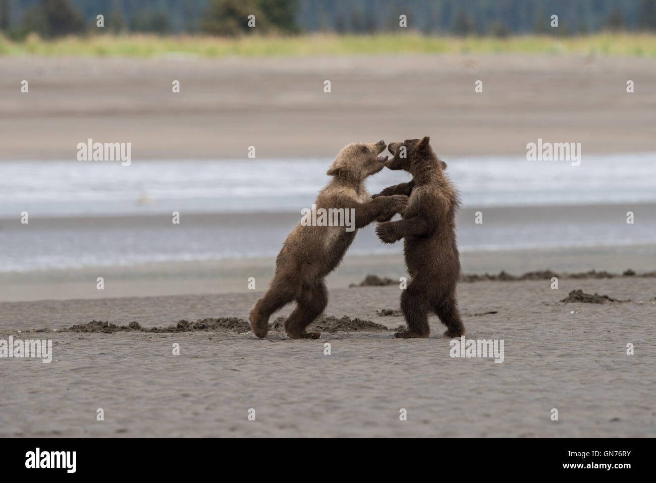 Alaskan brown bear cubs playing Stock Photo - Alamy