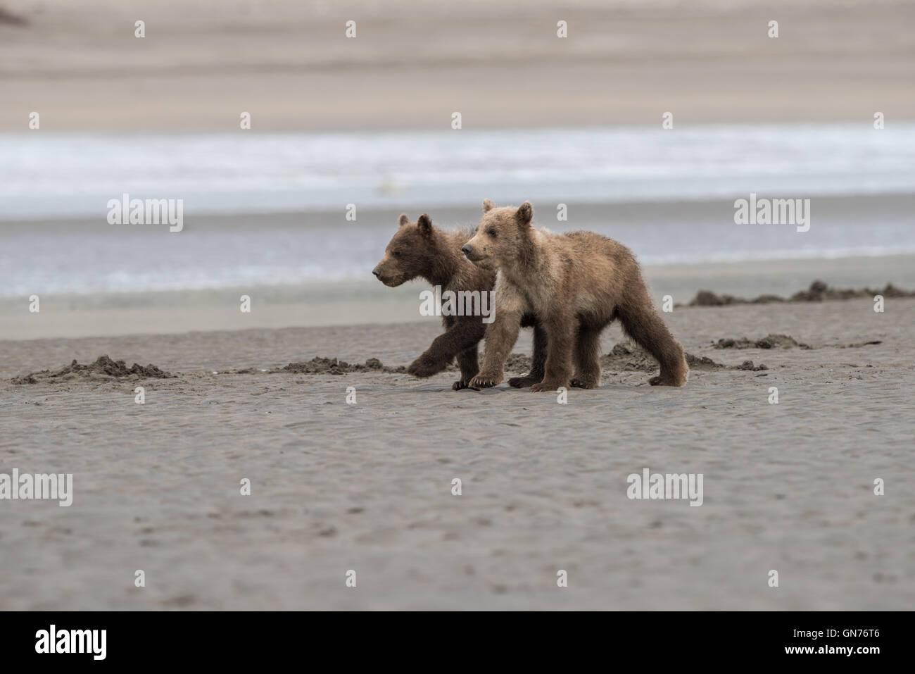 Alaskan brown bear siblings walking on the beach. Stock Photo