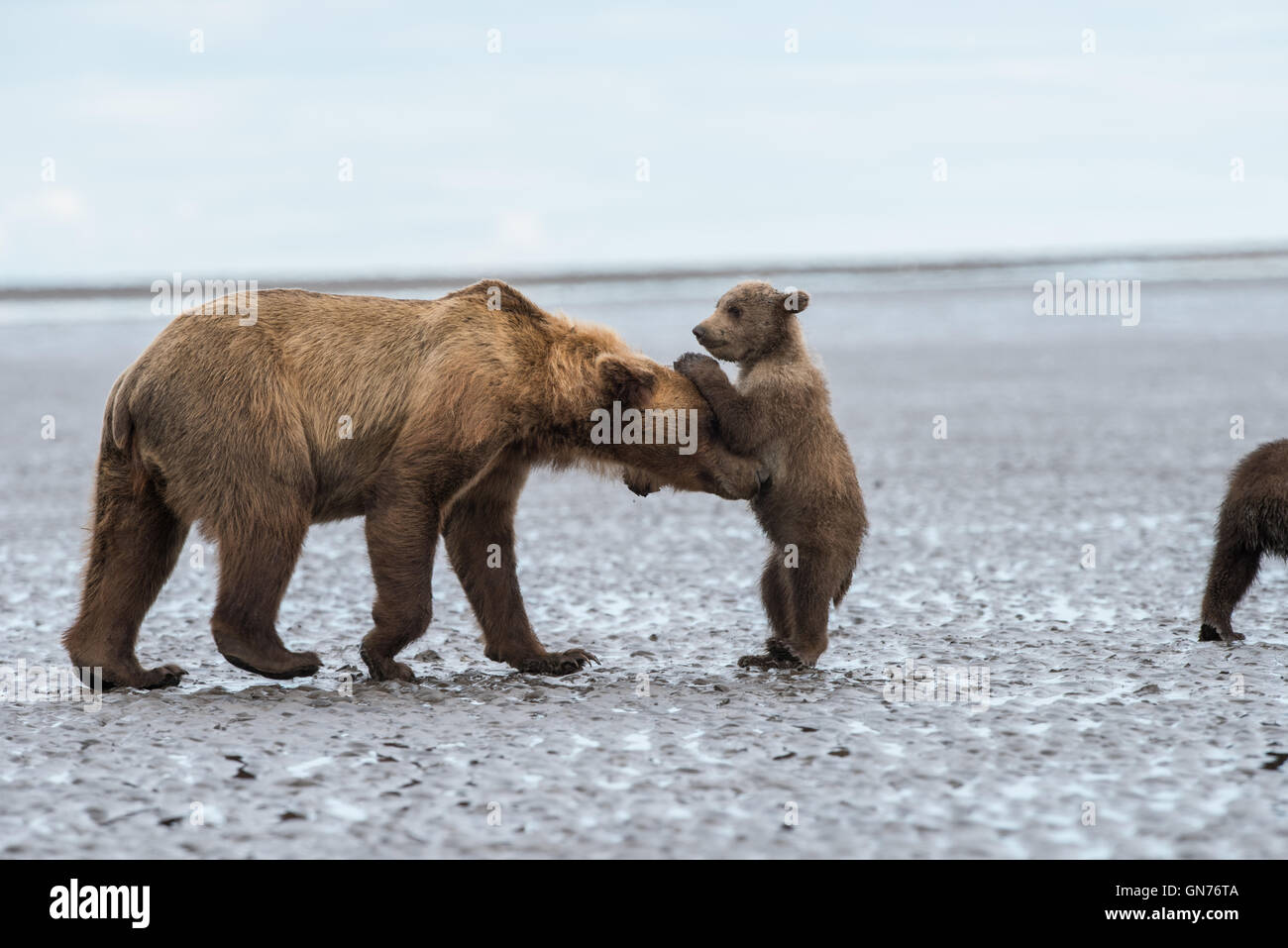 Alaskan brown bear sow and cub playing Stock Photo - Alamy