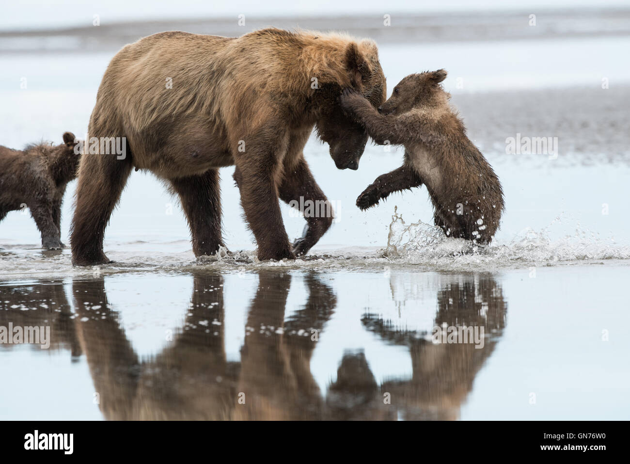 Alaskan brown bear sow and cub playing Stock Photo - Alamy