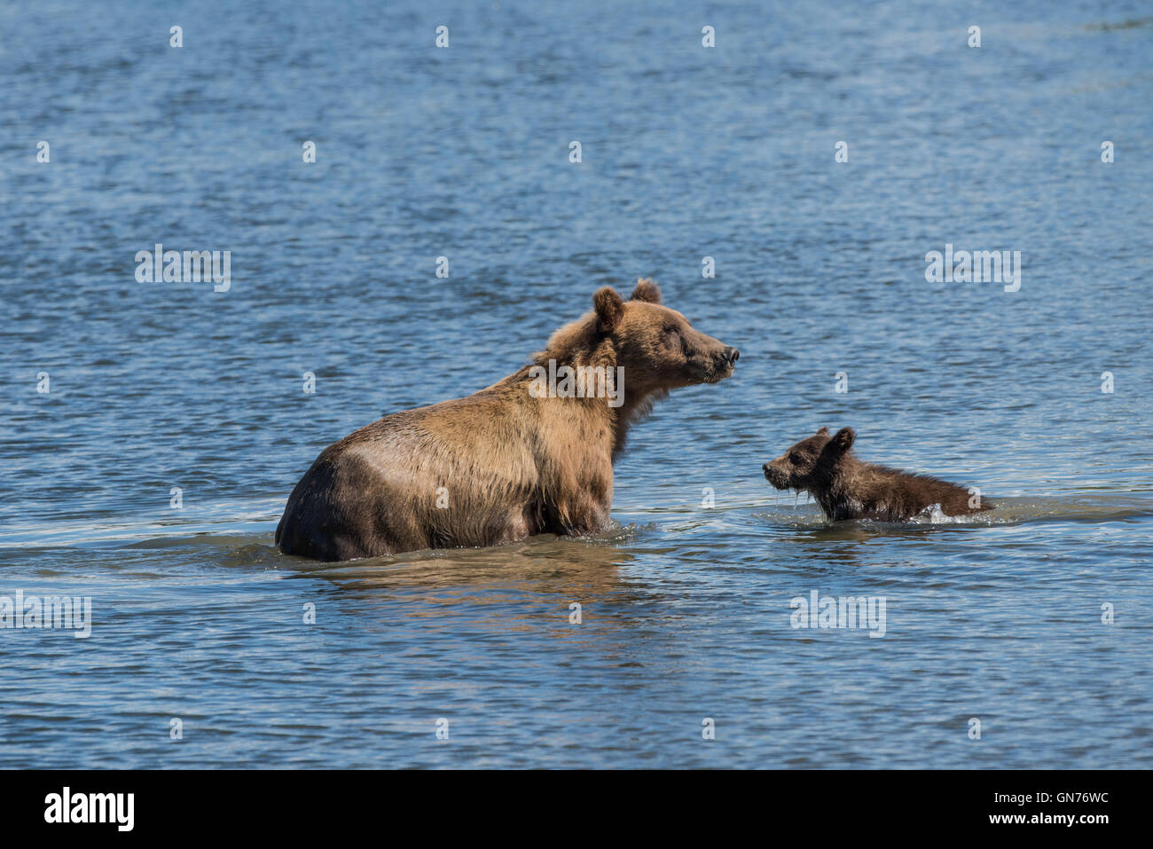 Brown bear mother and her cub hi-res stock photography and images - Alamy