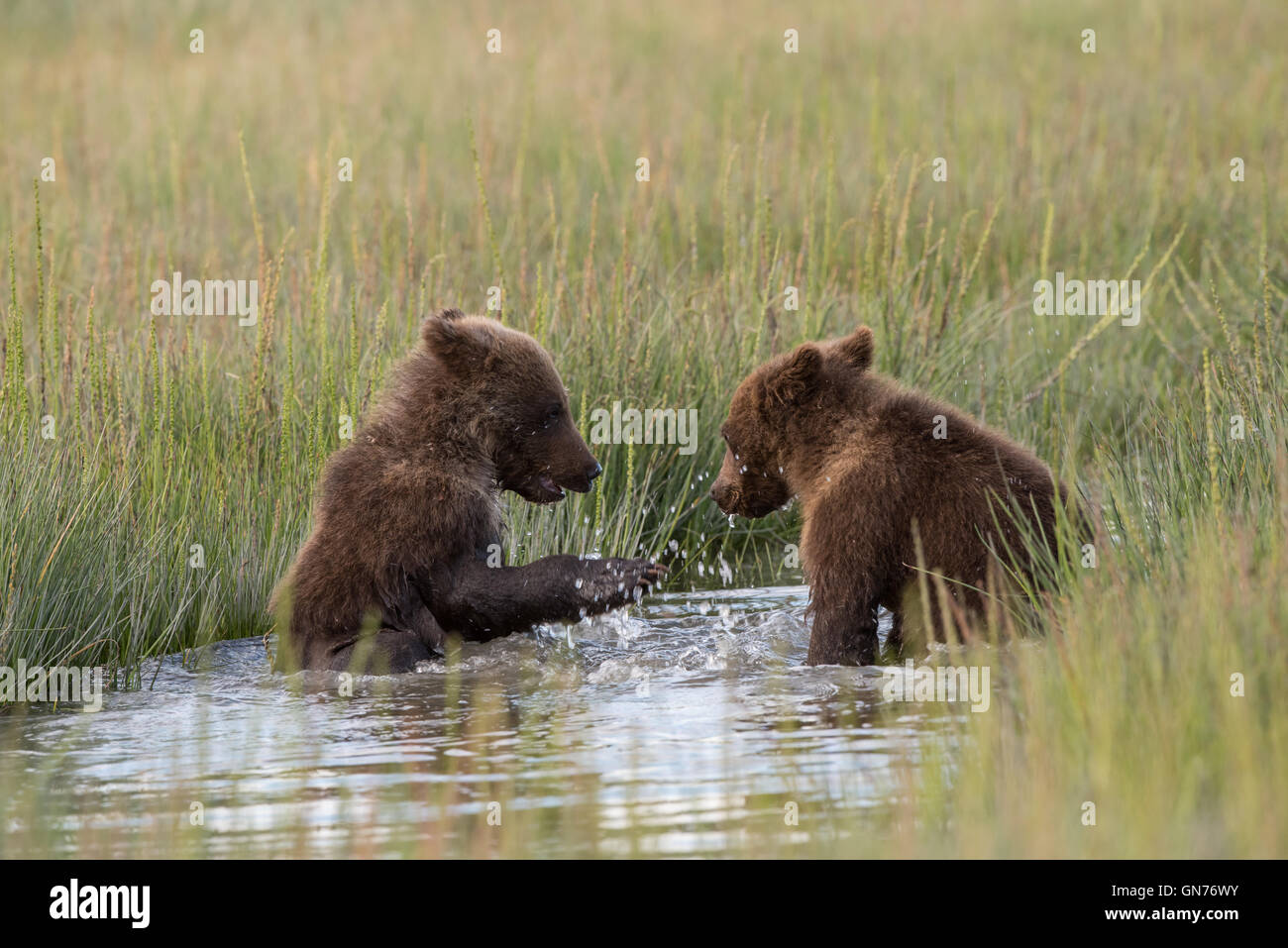 Alaskan brown bear cubs playing Stock Photo - Alamy