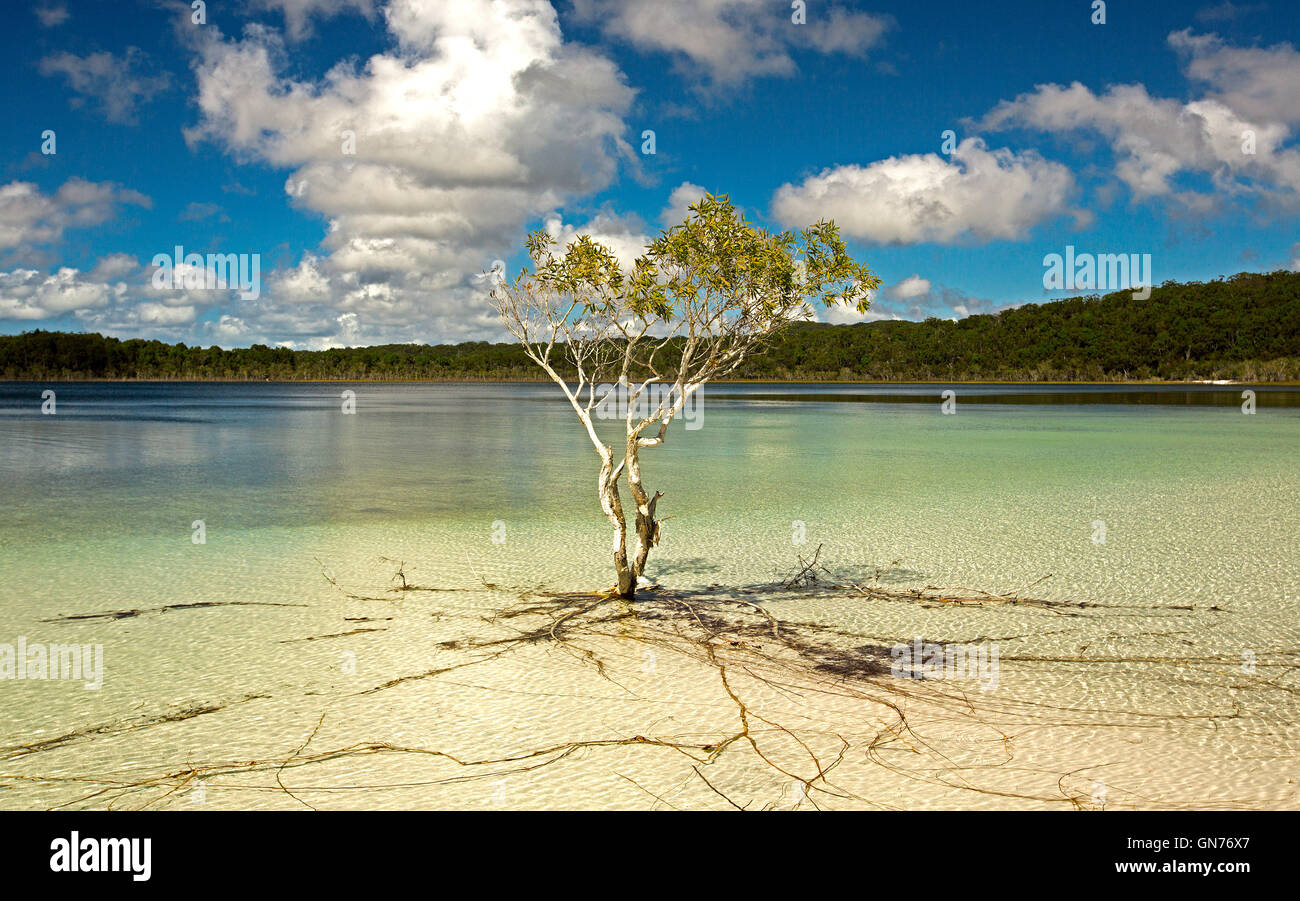 Lake Mackenzie hemmed by forests with solitary melaleuca tree in clear water over white sand & under blue sky on Fraser Island Australia Stock Photo