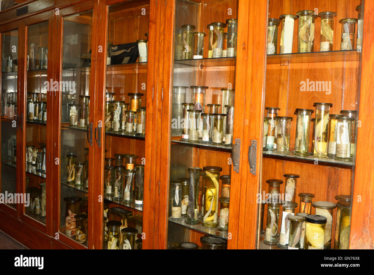 Animal specimens in Jar Stock Photo Alamy