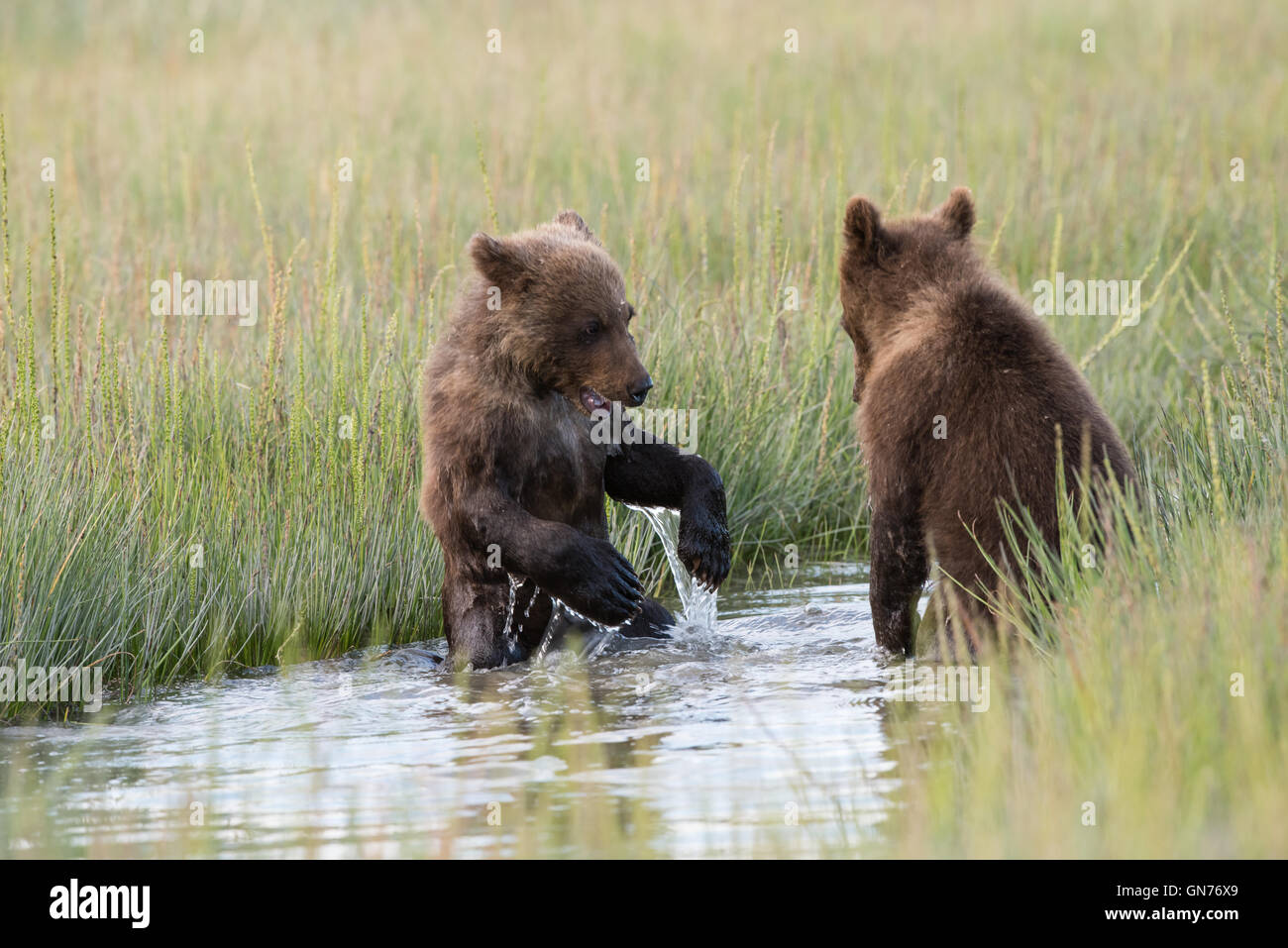 Alaskan brown bear cubs playing Stock Photo - Alamy
