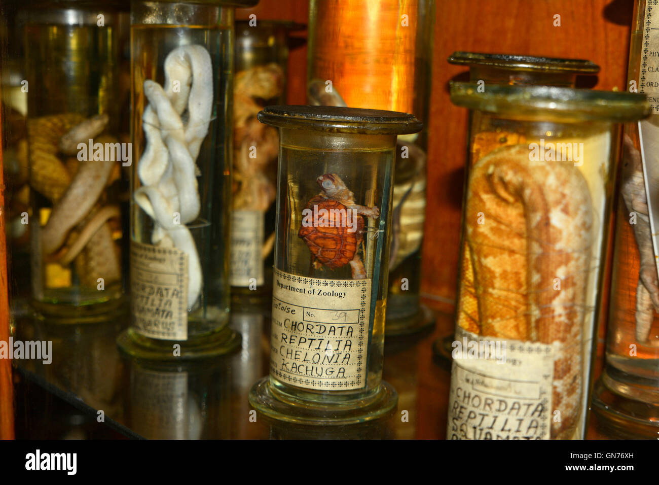 Animal specimens in Jar Stock Photo