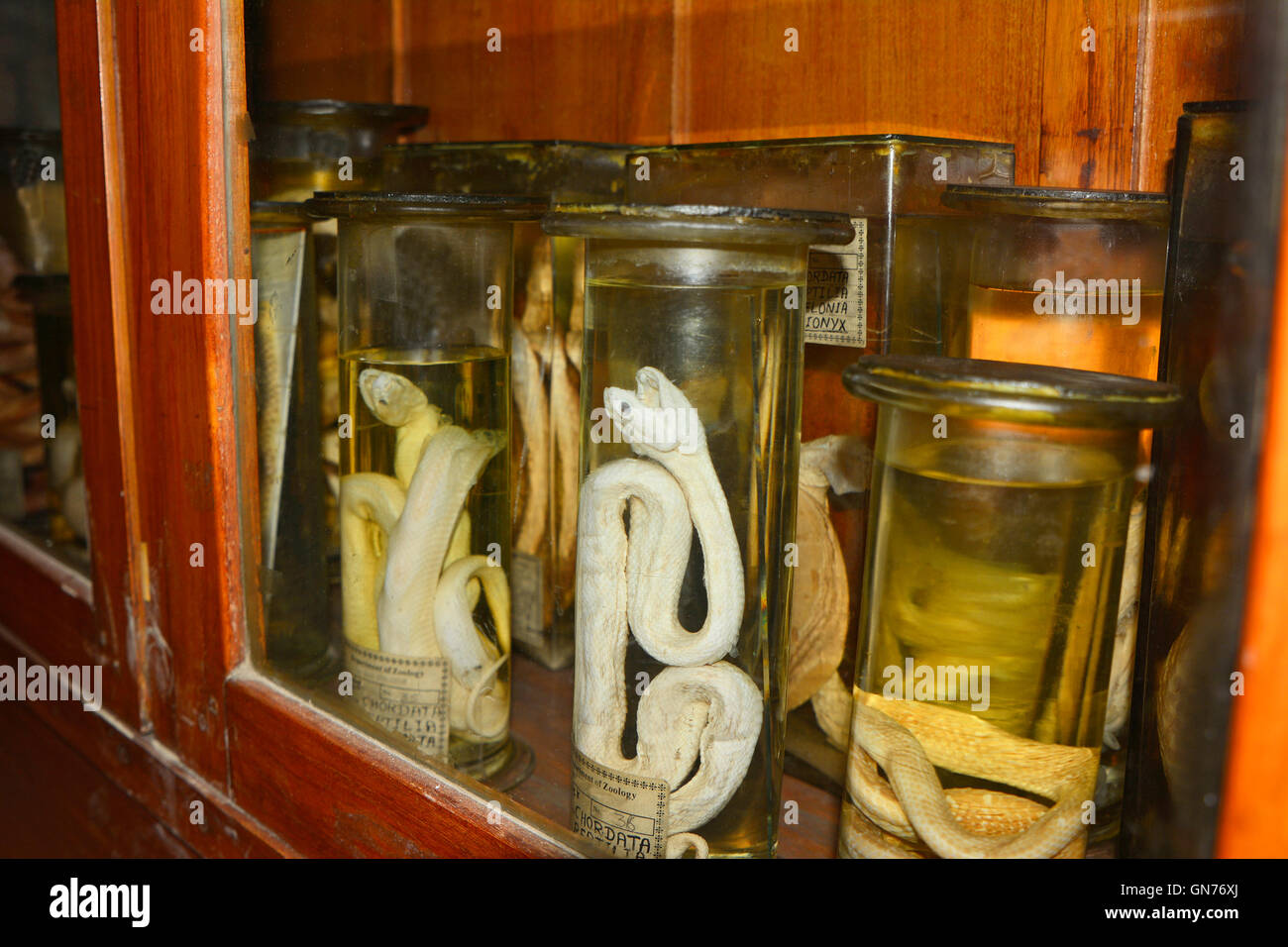 Animal specimens in Jar Stock Photo Alamy