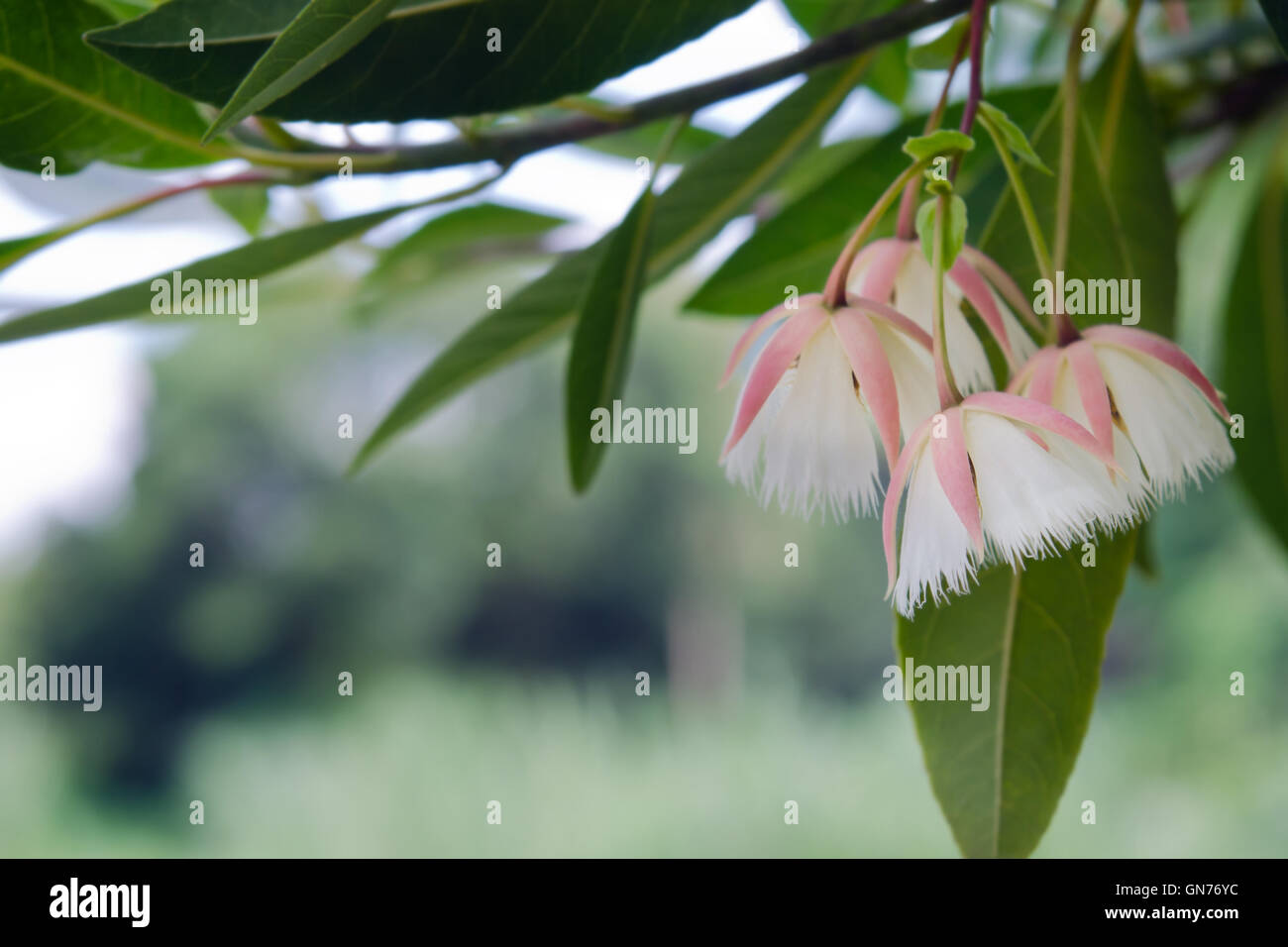 Elaeocarpus hainanensis or Elaeocarpus grandifloras flower (Also called as Elaeocarpaceae, Oxalidales, Rosids Hainanensis, Eudic Stock Photo