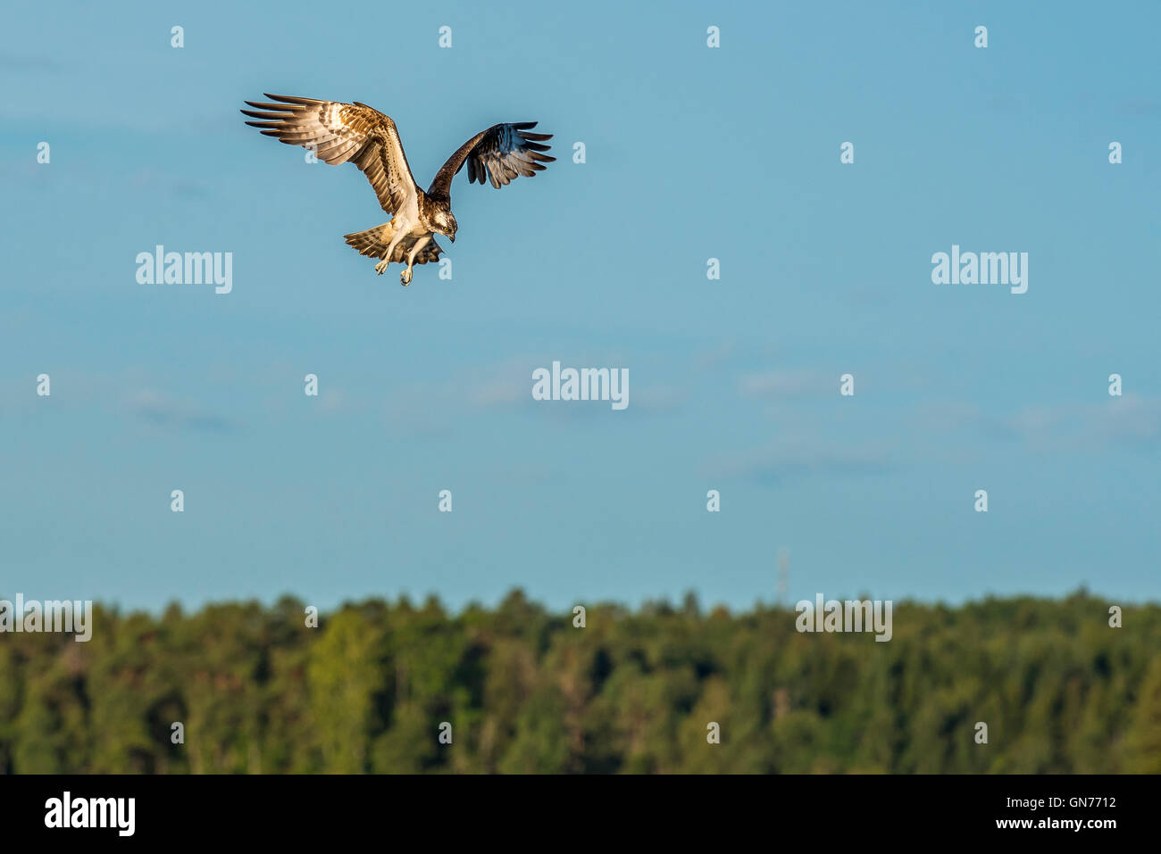 Osprey flying seeking for food Stock Photo