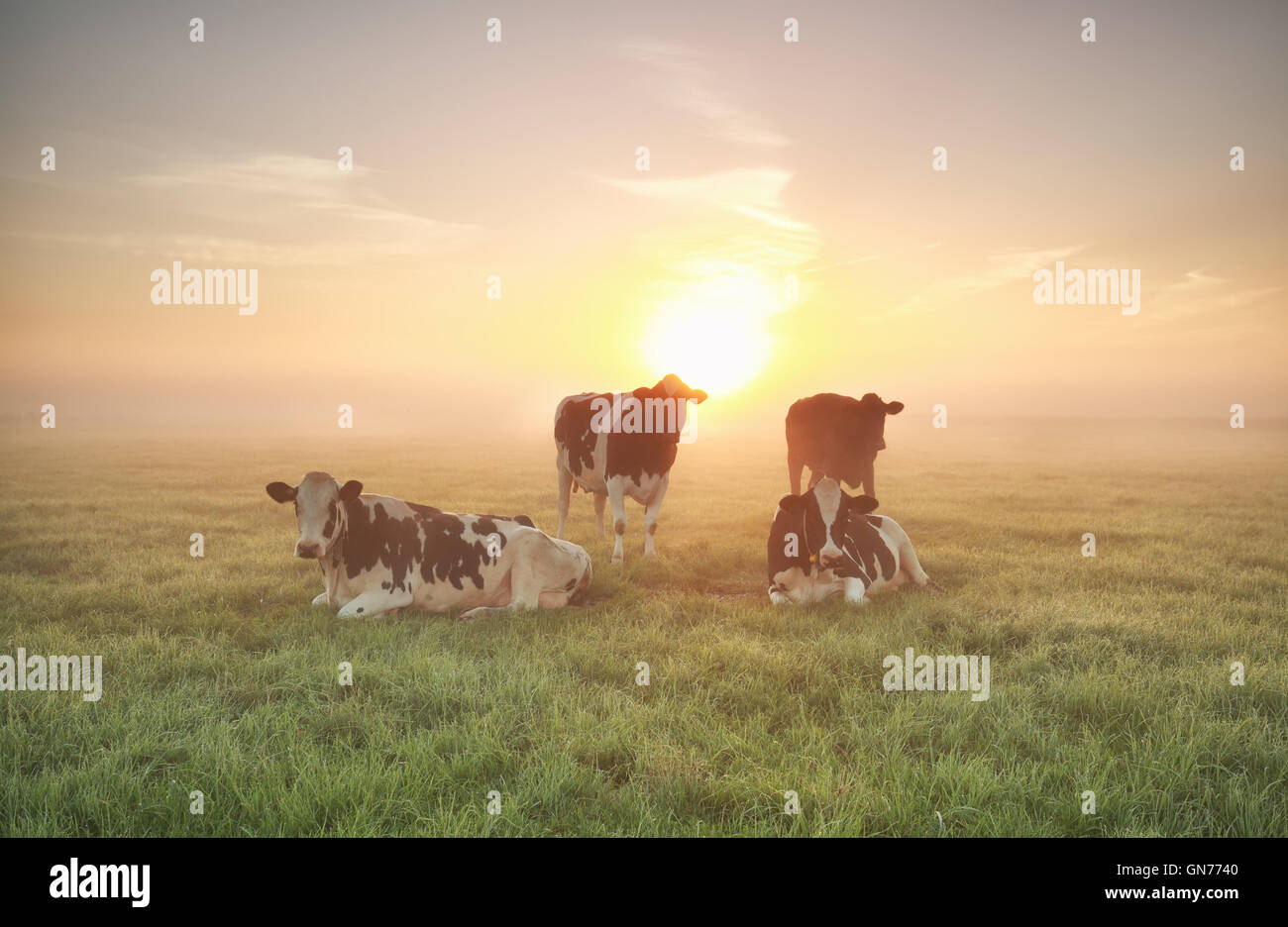 few cows relaxed on pasture at sunrise Stock Photo - Alamy