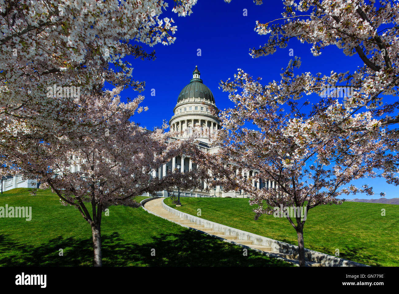 Yoshino cherry trees in blossom at the southwest corner of the Utah