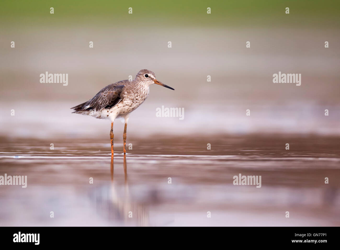 Common redshank (Tringa totanus) hunting for food in shallow water. This bird is found throughout Europe and northern Asia. It m Stock Photo