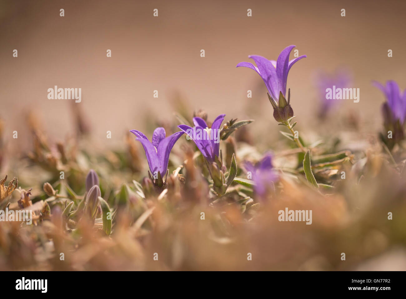 Jerusalem Bellflower (Campanula hierosolymitana) Photographed in Israel in June Stock Photo