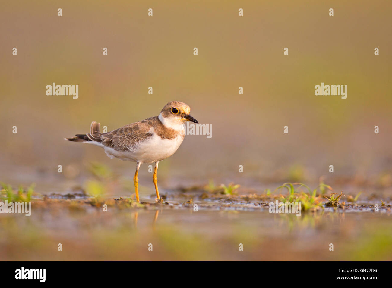 Little Ringed Plover (Charadrius dubius) wading in a pool. Photographed at Ein Afek Nature Reserve, Israel, in August Stock Photo