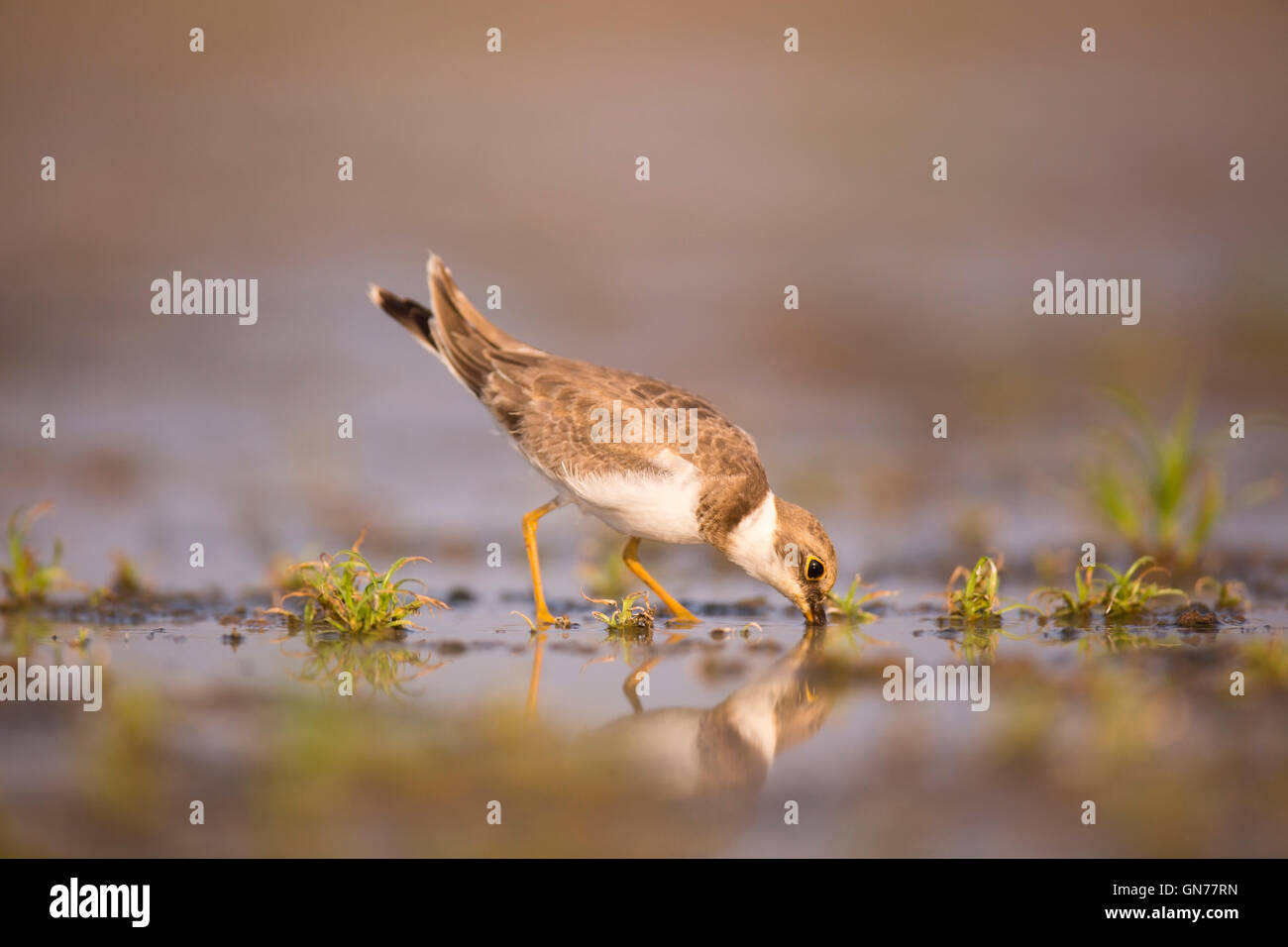 Little Ringed Plover (Charadrius dubius) wading in a pool. Photographed at Ein Afek Nature Reserve, Israel, in August Stock Photo
