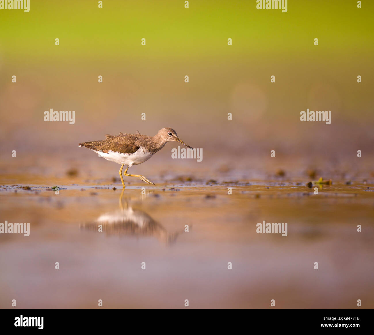 Wood sandpiper (Tringa glareola). This bird is a wader that forages in shallow water or mudflats in or around freshwater lakes a Stock Photo