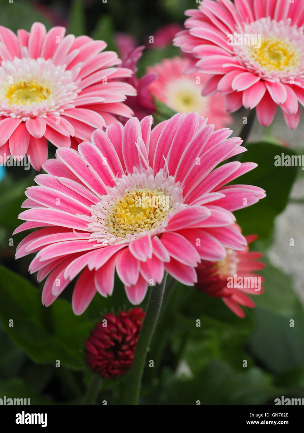 A group of pink and yellow garden flowers Stock Photo - Alamy