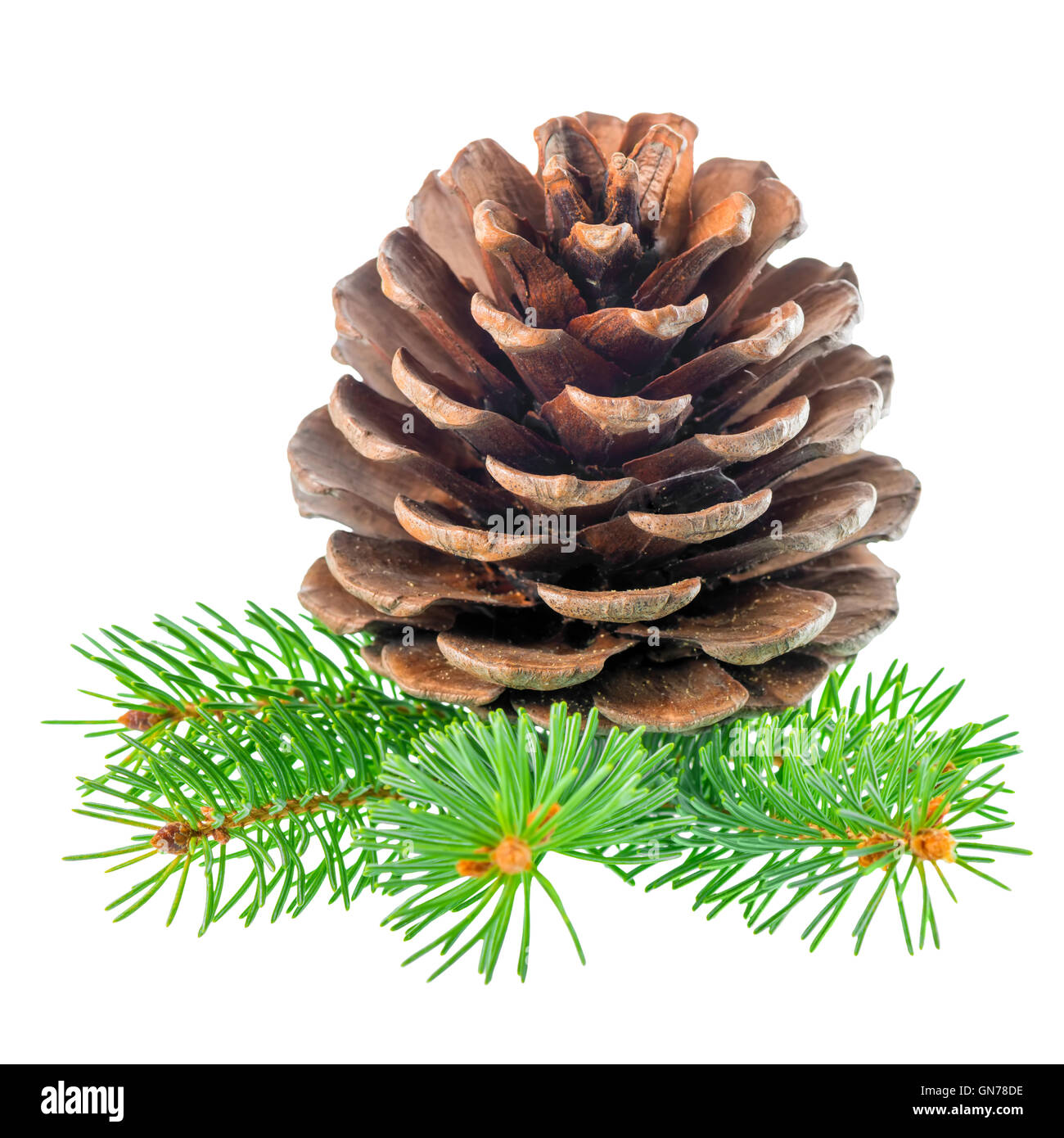 beautiful cedar pine cone and needles is isolated on white background Stock Photo