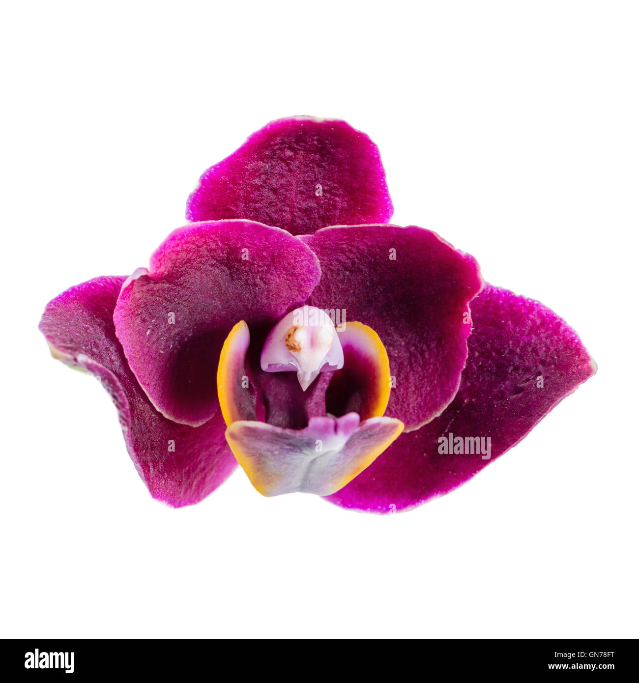 blooming beautiful dark in shades of purple orchid flower, phalaenopsis is isolated on white background, close up Stock Photo