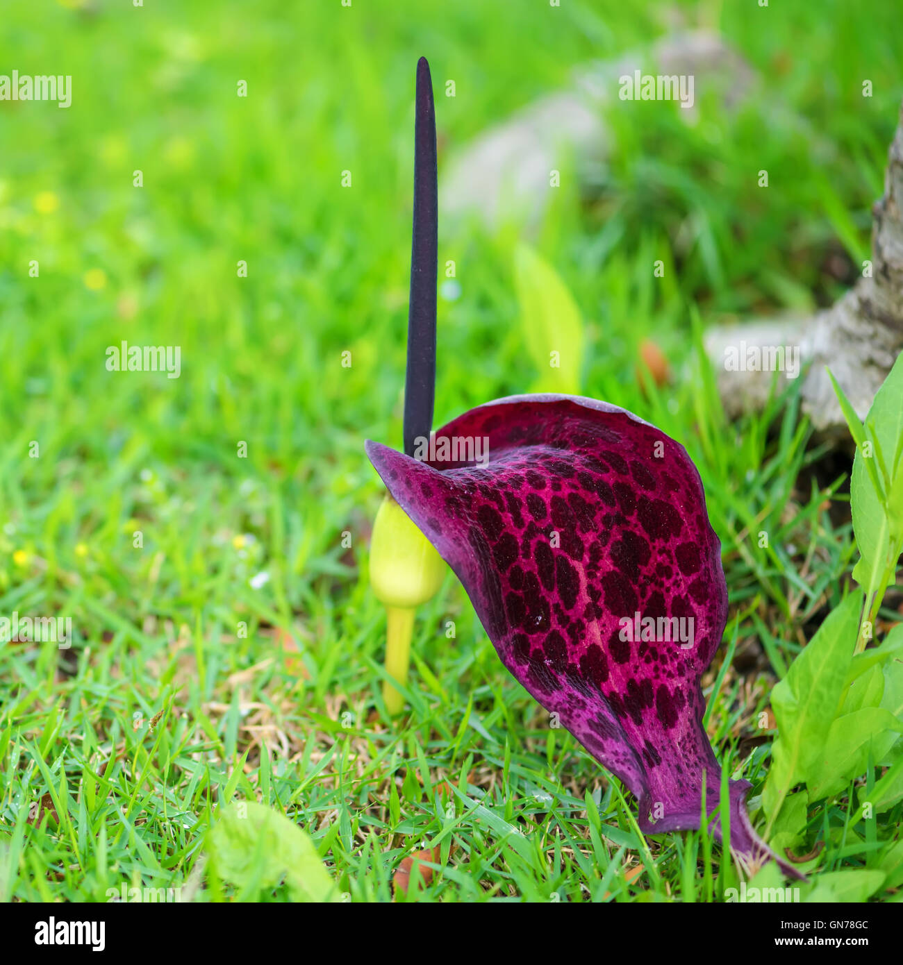unusual turkish vivid wild exotic flower on green grass background, close up Stock Photo