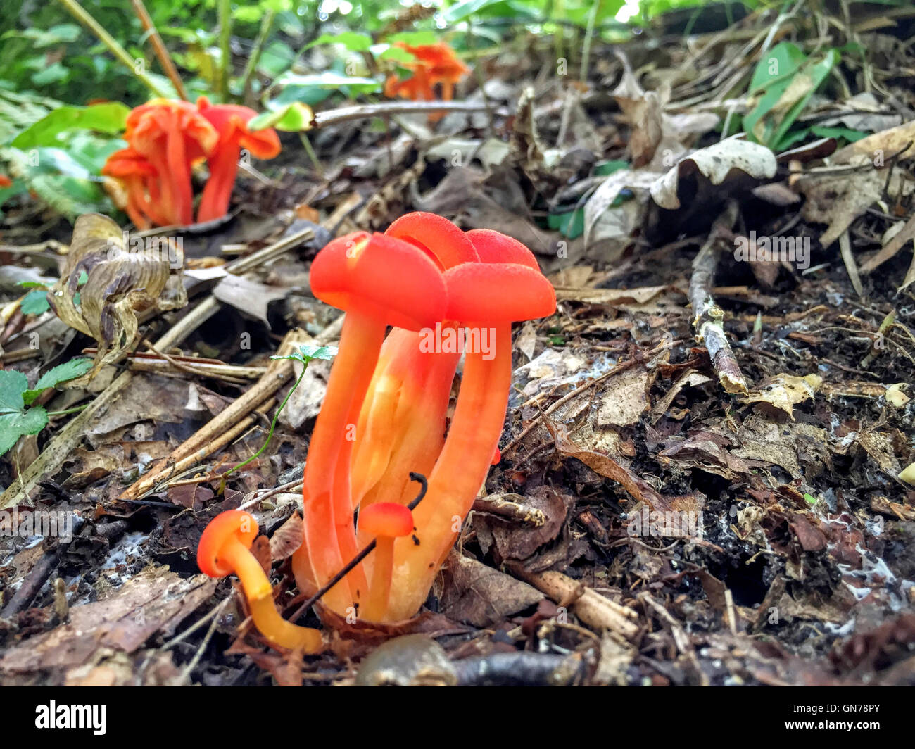 Orange mushrooms hires stock photography and images Alamy