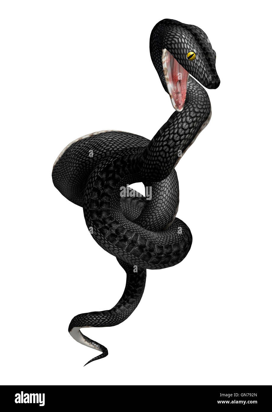 3D rendering of a southern black racer snake isolated on white background Stock Photo