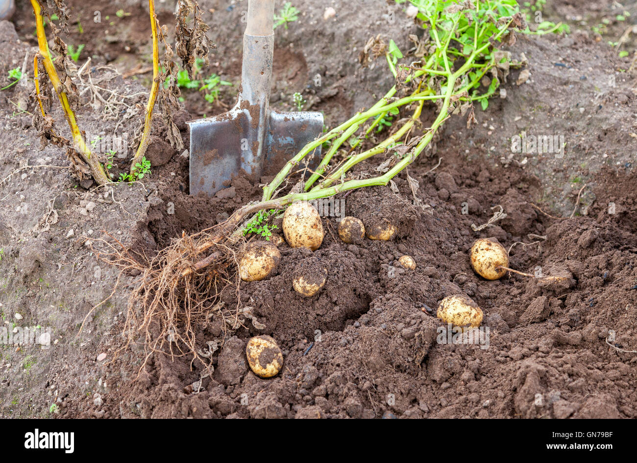 New potatoes in soil hires stock photography and images Alamy