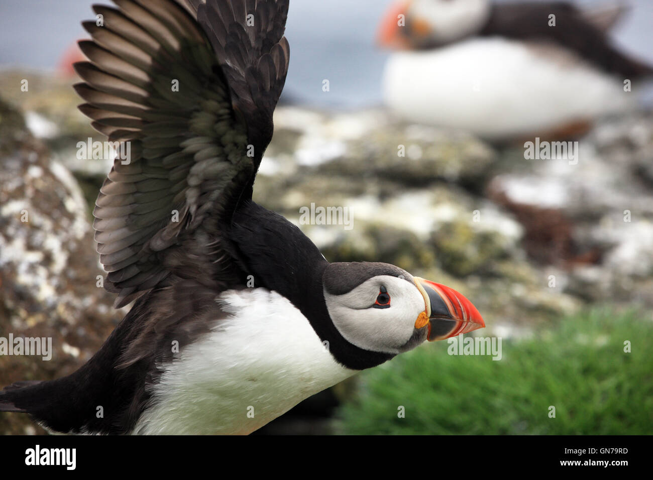 Puffin landing on Lunga in the Treshnish Isles in the Inner Hebrides of Scotland Stock Photo