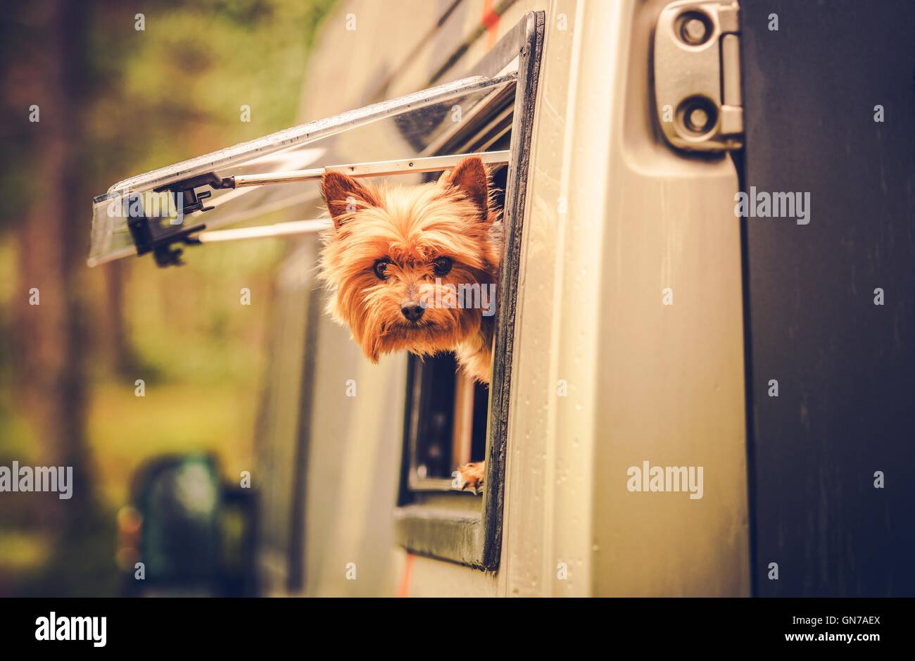 Motorcoach animal hires stock photography and images Alamy