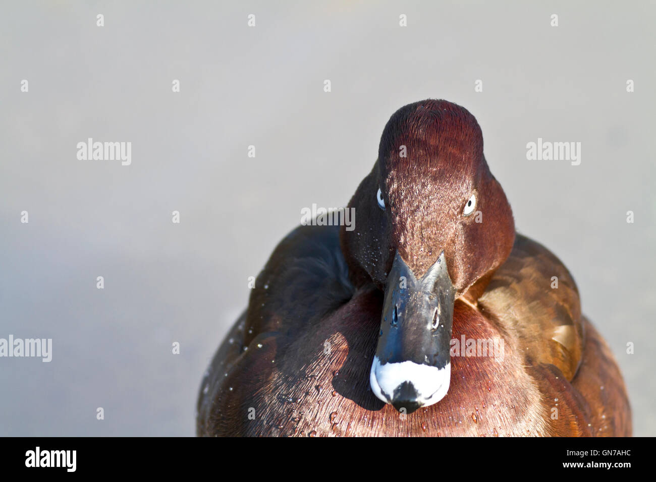 Annoyed looking duck on an icy pond staring intently at the camera Stock Photo