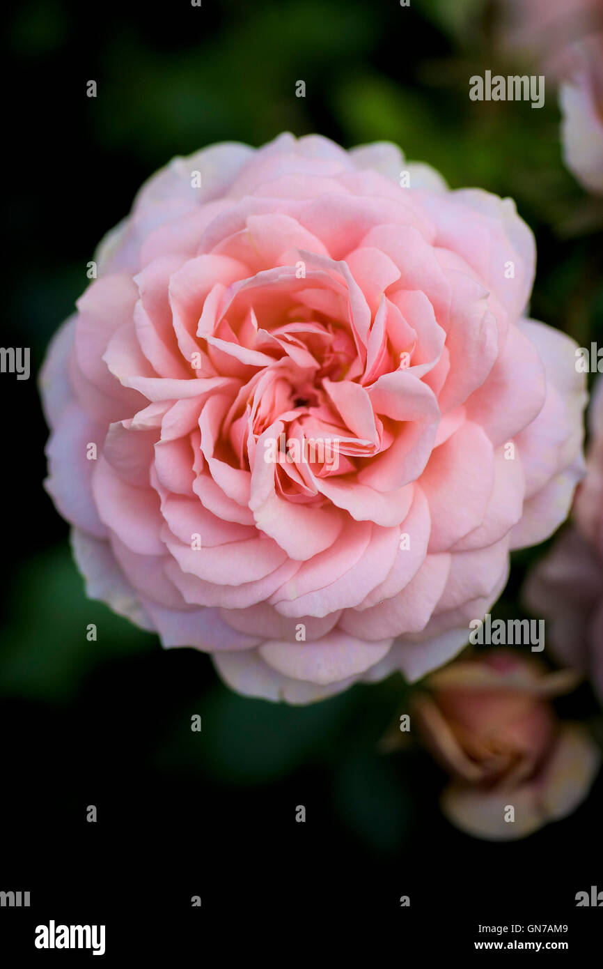 A pink rose. Stock Photo