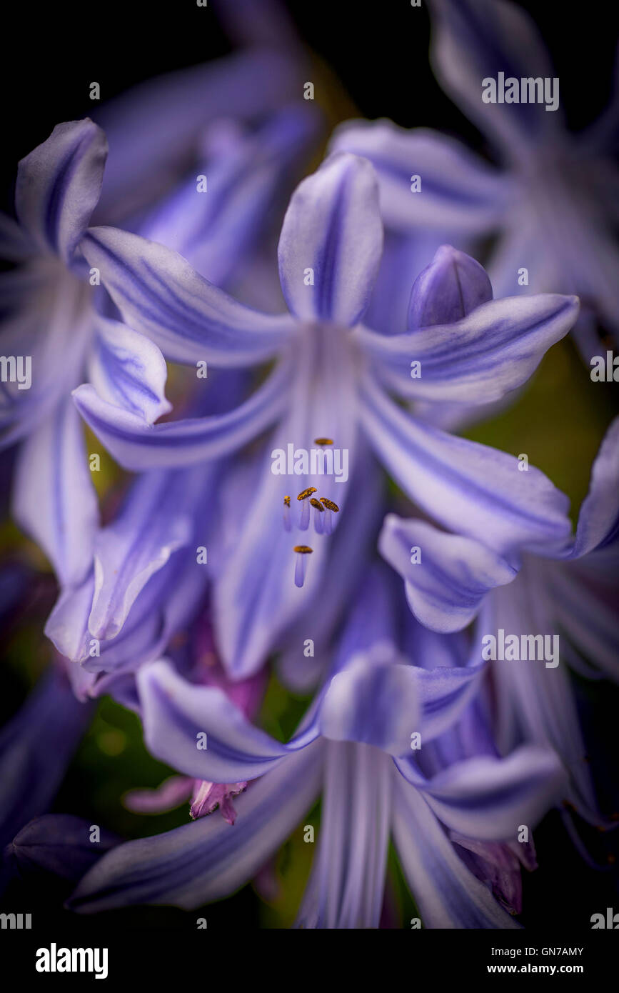 A close up view of an Agapanthus. African Lily. Stock Photo