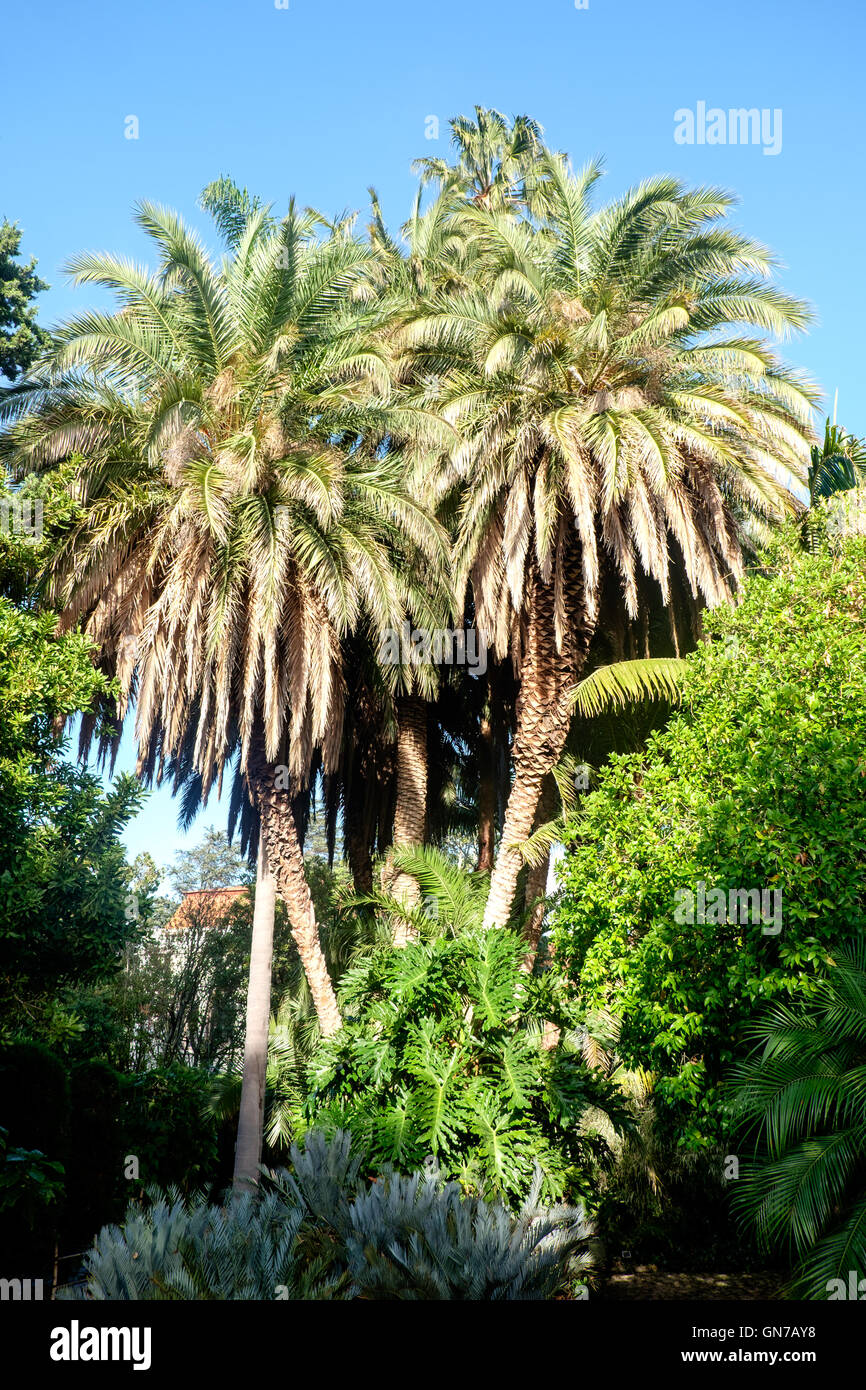 Palm trees at Stellenbosch University Botanical Garden, South Africa