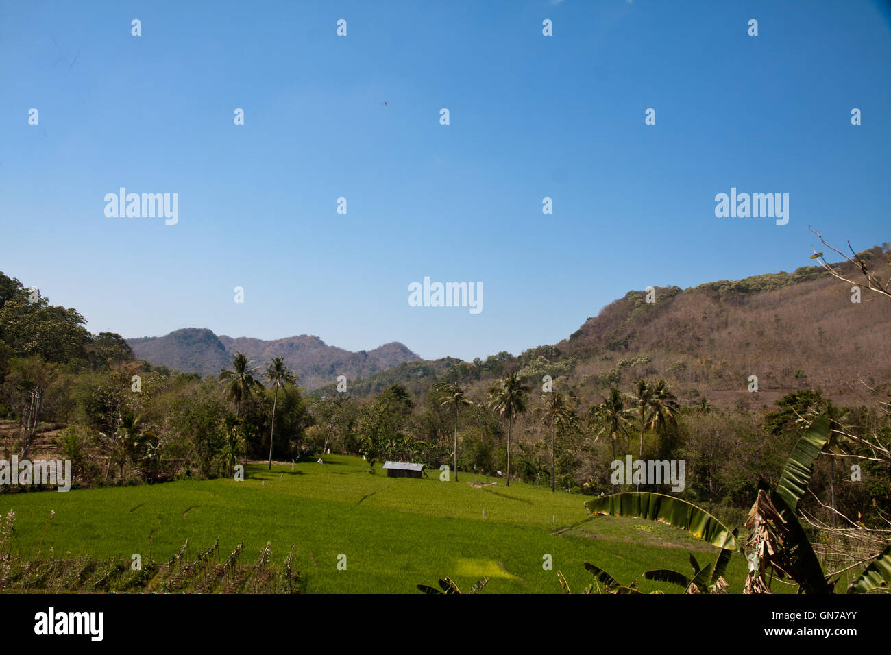 The ricefield in Cara with circular forms - Indonesia Stock Photo - Alamy