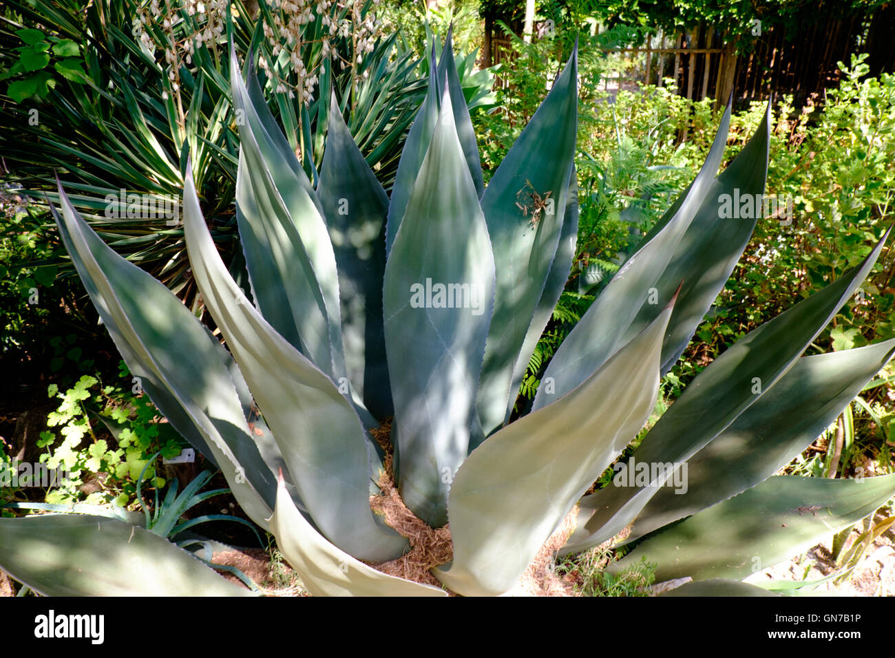 Agave plant Stock Photo