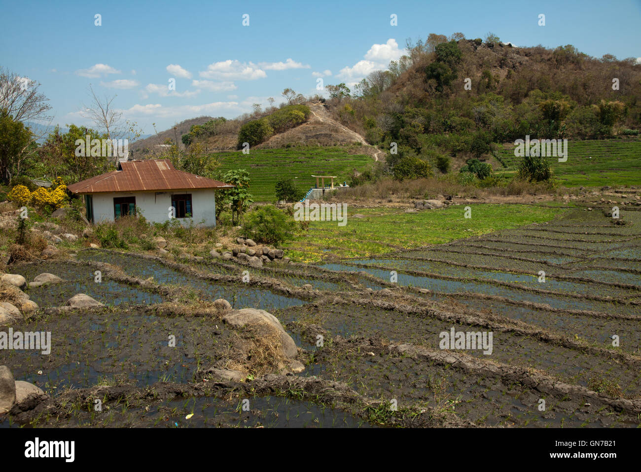 The ricefield in Cara with circular forms - Indonesia Stock Photo - Alamy