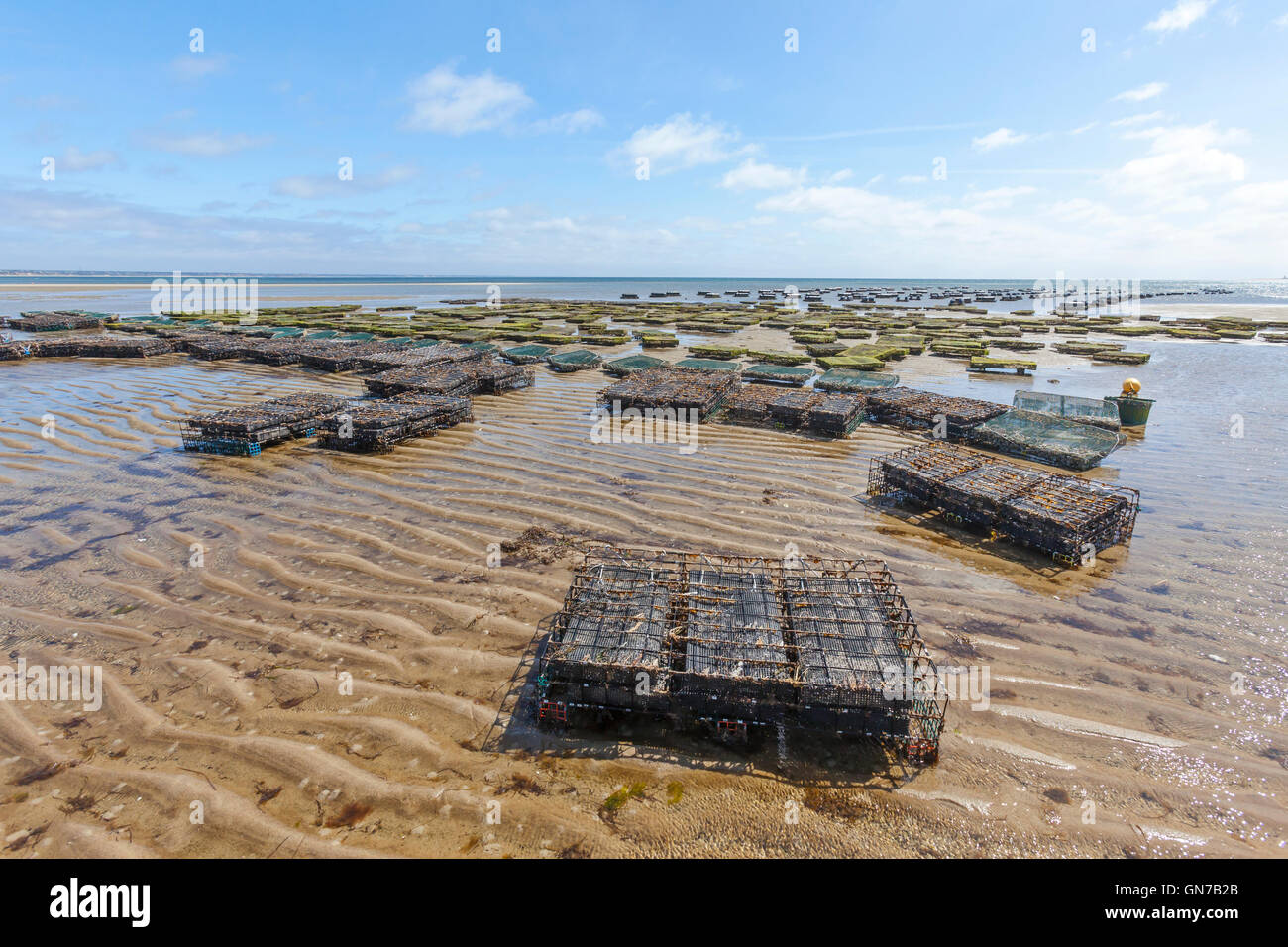 Oyster fishermen farmers growing oysters on their oyster farm in the