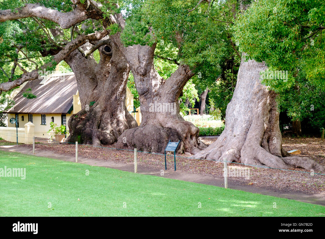 Camphor trees (Cinnamomum camphora) in garden of Vergelegen historic wine estate in Somerset West, Western Cape province of Sout Stock Photo